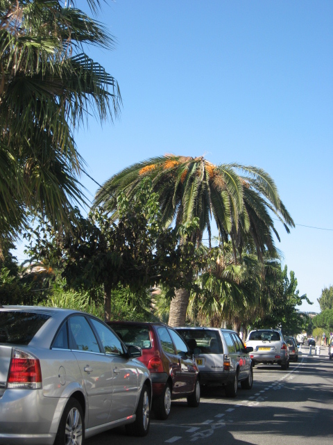 Florilège de palmiers privés 036