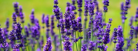 lavender-1117275_640-533×200