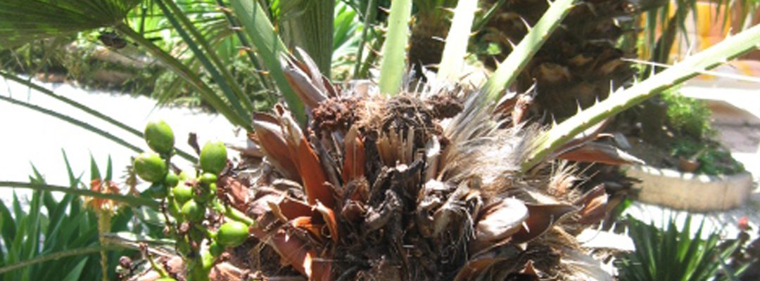 Les ravageurs des palmiers