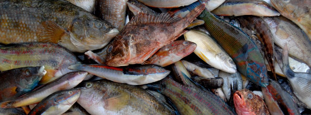 Réglementation de la pêche sous marine